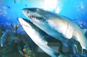 013-Острозубые песчаные акулы собрались на отмели Аливал